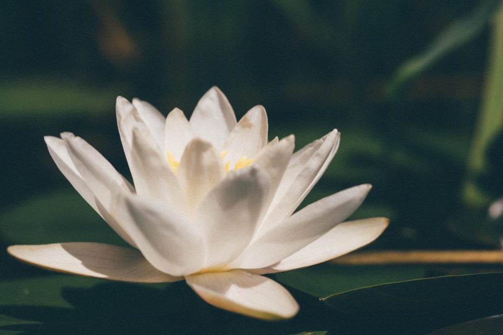 Armonización energética y liberación de estrés