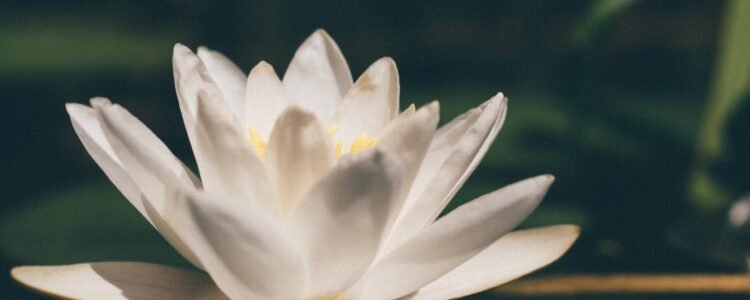 Armonización energética y liberación de estrés